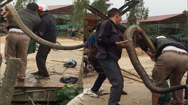 Chuyên gia tiết lộ sốc về con rắn khổng lồ nặng 20kg ở Vĩnh Phúc