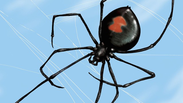 Loài nhện góa phụ đen có sợi tơ cứng như 'thép'