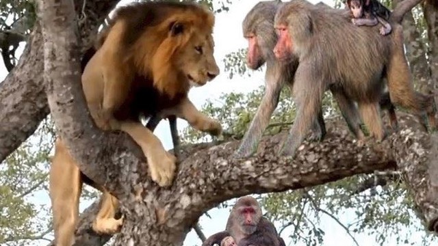 Clip: Sư tử so tài leo cây với khỉ và điều gì đến cũng phải đến