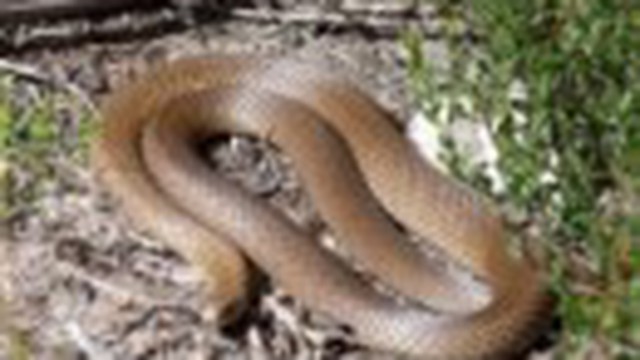 Người đàn ông hoảng hồn vì bắt gặp rắn độc nhất nhì thế giới ngay trong nhà
