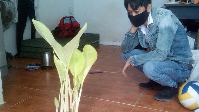 Hai nam sinh chưa dám nhổ bụi chuối "đội" gạch mọc giữa phòng