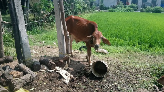 Phó chủ tịch xã phủ nhận việc 'cán bộ xã và người thân nhận bò hỗ trợ rồi bán cho lò mổ'