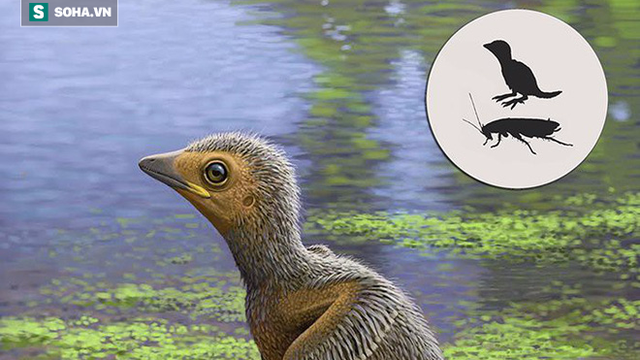 Đã từng tồn tại loài chim nhỏ chỉ bằng con gián, bạn cùng thời với khủng long