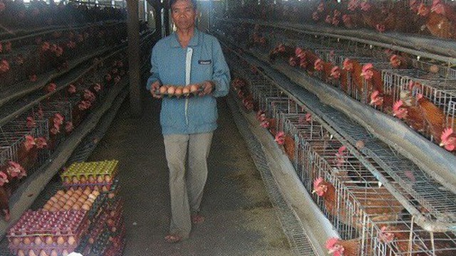 Lạ: Việt Nam nhập khẩu trứng gà, muối hằng năm