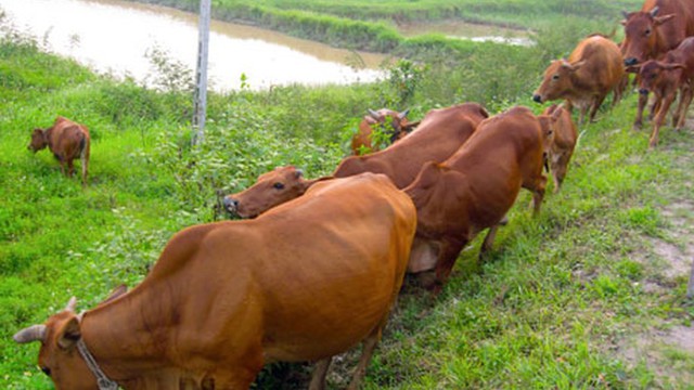 Lãnh đạo xã lên tiếng việc chăn thả trâu, bò ở Thanh Hóa phải nộp phí cỏ
