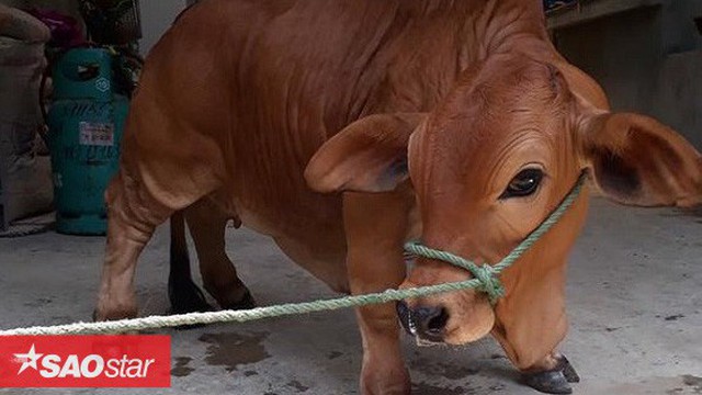 Chú bò 'chân ngắn' khiến dân mạng thắc mắc sữa bò 'gấp đôi canxi để làm gì'