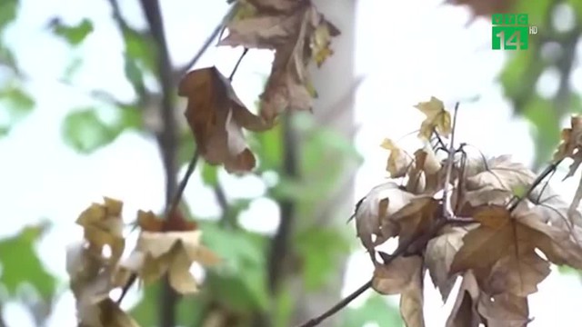 Hà Nội: Cây phong lá đỏ héo rũ sau đợt nắng nóng kéo dài