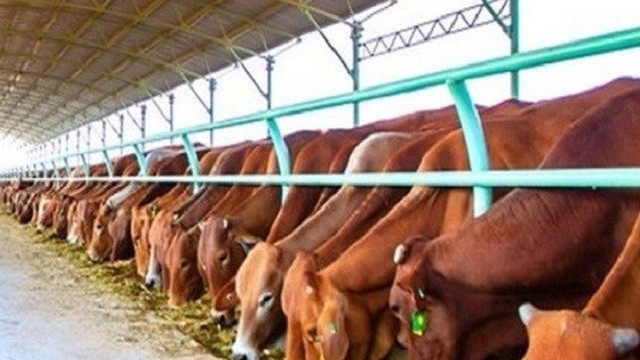 Bị nghi ngờ khả năng hoạt động liên tục, Hoàng Anh Gia Lai nói gì?