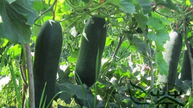 Công dụng của bí đao