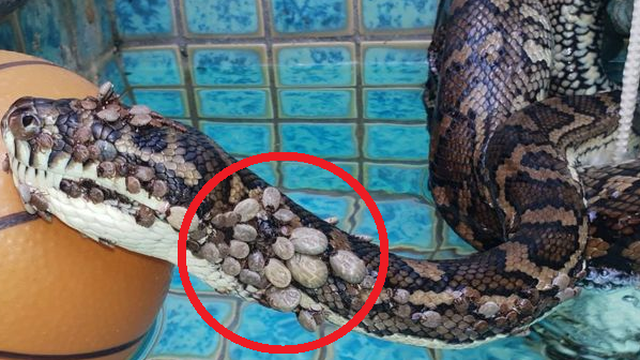 Con trăn "bất hạnh" bị hơn 500 con ve hút máu bu kín người: Số phận nó ra sao?