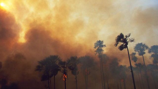 Cháy rừng nhiệt đới Amazon có ảnh hưởng đến sức khoẻ của bạn không?