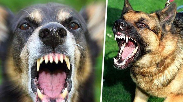 Cách xử lý khi bất ngờ gặp chó dữ trên đường
