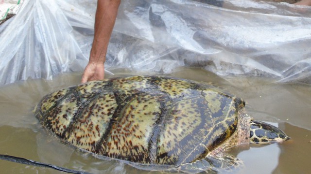 Bắt được rùa biển quý hiếm 34kg trên sông ở miền Tây