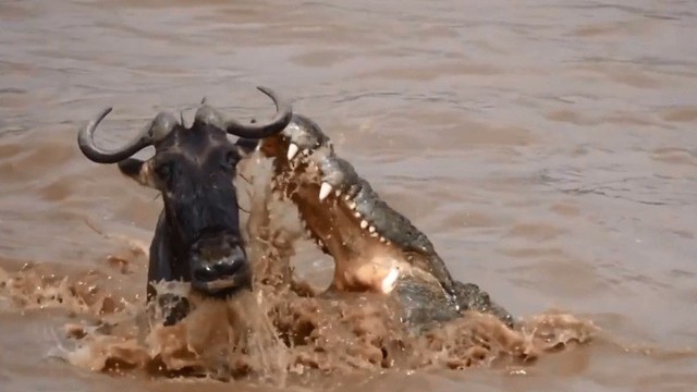 Cuộc chạm trán sinh tử giữa linh dương đầu bò và cá sấu sông Nile
