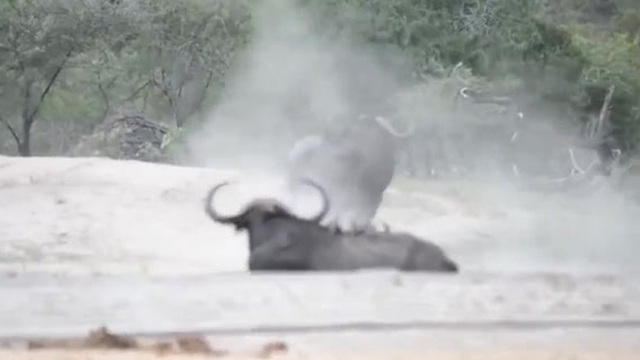 Video: Cuộc đọ sừng ác liệt của cặp trâu rừng, kẻ thắng hành hạ đối thủ đến cùng