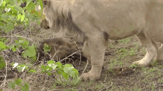Video: Khỉ đầu chó vùng vẫy cố thoát khỏi sư tử trong tuyệt vọng