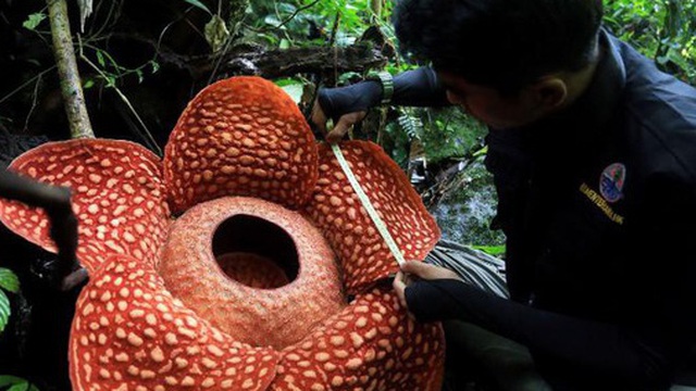 'Hoa quái vật' đơm bông giữa rừng Indonesia