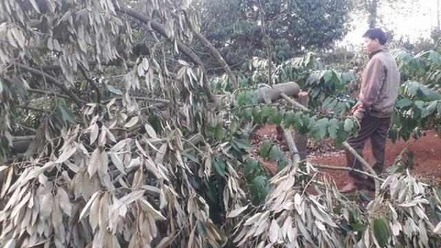 Điêu đứng phát hiện gần 60 cây sầu riêng bị chặt phá trong ngày Tết