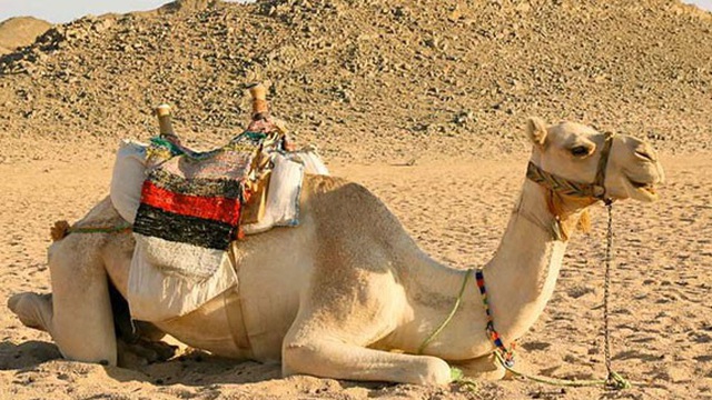 1001 thắc mắc: Vì sao lạc đà có thể sống và đi lại trên sa mạc nóng bỏng?