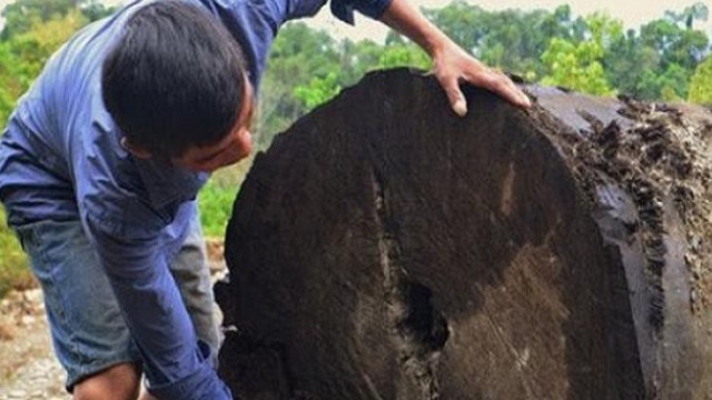 Sẽ bán đấu giá cây gỗ lim trăm tuổi do nông dân mò ốc tìm thấy