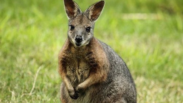 1001 thắc mắc: Kì dị, vì sao chuột túi Wallaby chưa đẻ con đã lại mang thai?