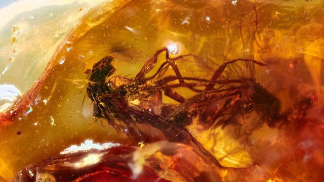 Hai cá thể ruồi đang quan hệ thì bị dính nhựa thông, mắc kẹt trong tư thế nhạy cảm suốt 41 triệu năm