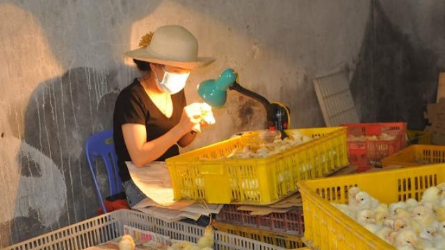Nghề lạ mỗi ngày kiếm cả triệu đồng nhưng luôn "khát" người làm ở Hà Nội