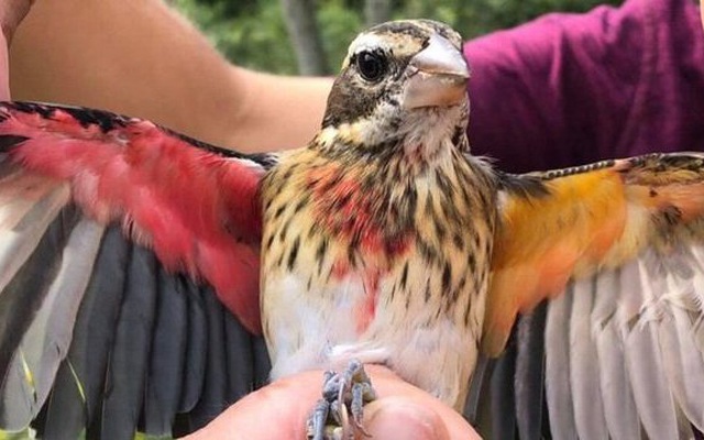 Chim lưỡng tính độc nhất vô nhị xuất hiện tại Mỹ