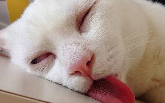 Ngoài đanh đá và ăn vụng, bọn mèo có thể "ngủ vắt lưỡi" tới 16 tiếng mỗi ngày và đây là lý do