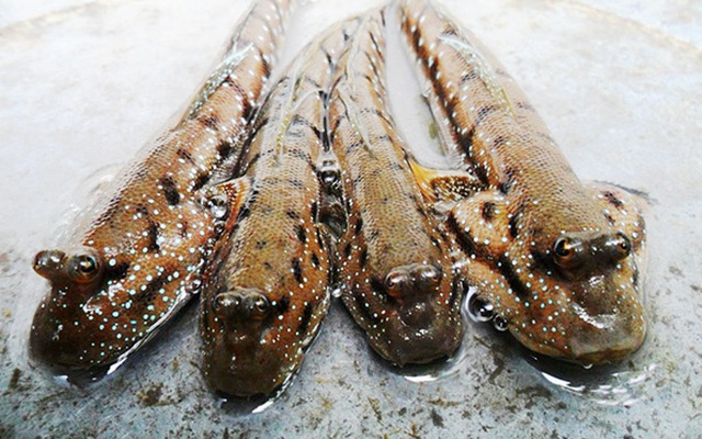 Đặc sản cá bống sao rừng Sác