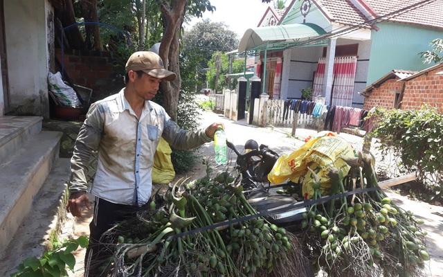 Bình Định: Giá cau tươi tăng gấp 4 lần, nông dân trồng cau giàu, lái gạ mua cả cau non, dân sợ không bán