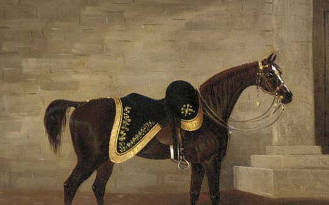Những chiến mã nổi tiếng thế giới: Có cả loài ngựa giúp Napoleon đánh bại cả châu Âu