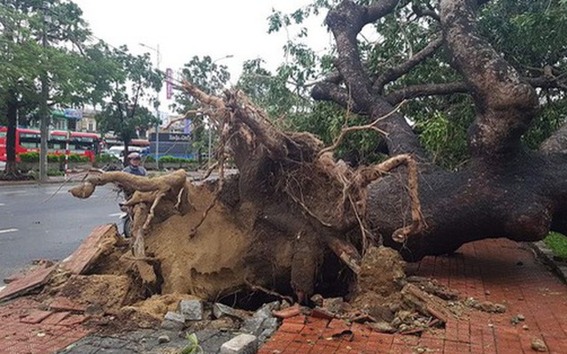 ‘Cụ’ xà cừ số 13 cổ nhất tại Huế bị bão cùng tên quật đổ bật cả gốc gây tiếc nuối