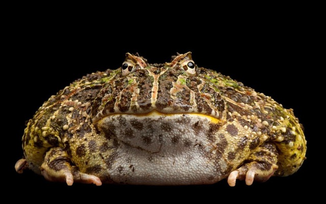 Loài ếch nào miệng chiếm 2/3 cơ thể, ăn thịt hung dữ?