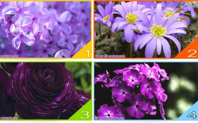 Bạn thích sắc tím nào dưới đây? Câu trả lời cho thấy bạn là người mơ mộng hay mạnh mẽ, quyết đoán