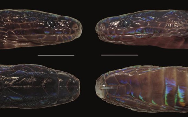 Phát hiện loài rắn kỳ lạ, cực hiếm có thể đổi màu vảy và hoàn toàn mới ở Việt Nam