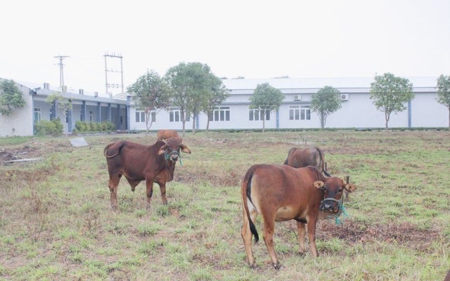 Bệnh viện 'trăm tỷ' thành nơi chăn bò