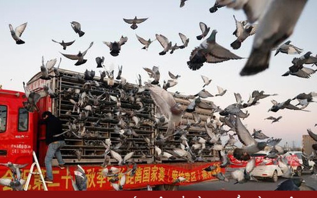 Ấn tượng môn thể thao đua bồ câu đầy kịch tính tại Trung Quốc