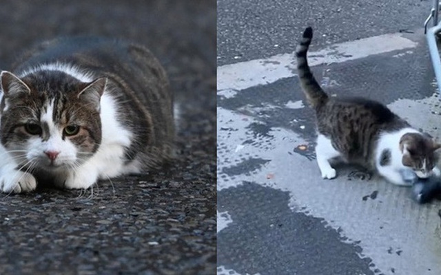 Mèo Larry - “Tổng quản” dinh Thủ tướng Anh gây bão vì hành động ngáo ngơ, khiến phóng viên bỏ cả việc chạy theo chụp hình vì quá đáng yêu