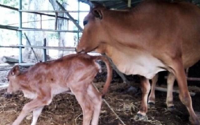 Bò tót ở Ninh Thuận đã sinh con