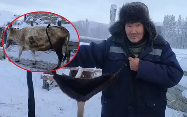 Bác nông dân Nga tự chế bikini để đàn bò chống chọi cái lạnh -50 độ C