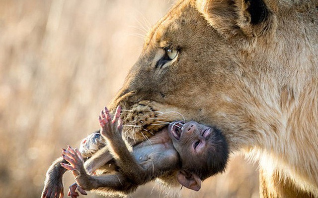 Khoảnh khắc nhói lòng khi sư tử ngoạm chặt chuẩn bị 'đánh chén' chú khỉ con, đau đớn nhưng là quy luật nghiệt ngã của tự nhiên
