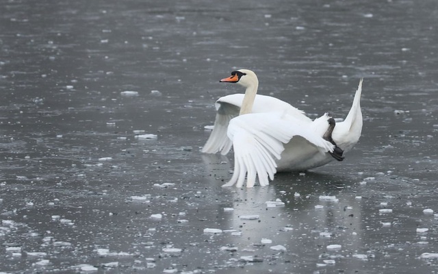 24h qua ảnh: Thiên nga trượt trên mặt hồ đóng băng ở Anh