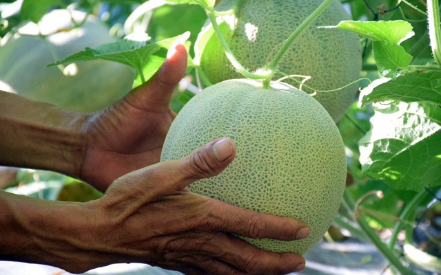 Dưa lưới trồng ngoài trời ở Nghệ An trĩu quả, đắt hàng ngày nắng nóng
