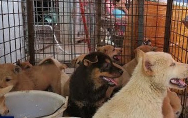 Bất chấp phản đối, lễ hội thịt chó vẫn được tổ chức ở Trung Quốc