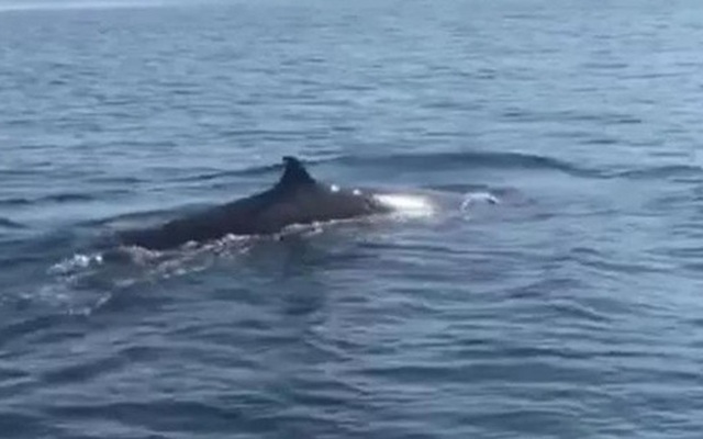 Cận cảnh cá voi "khủng" dài khoảng 4m xuất hiện ở biển Cù Lao Chàm