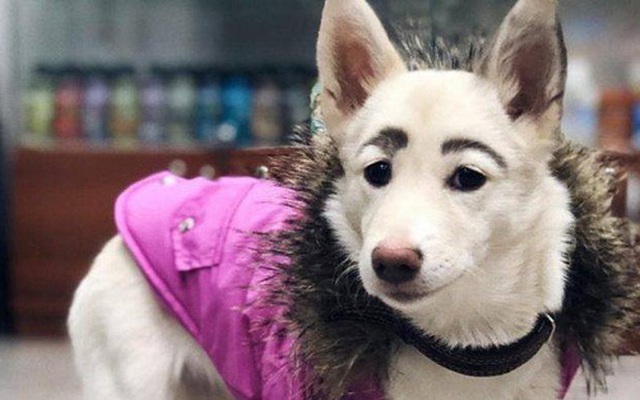 Tưởng rằng ai đó đã makeup cho chú chó tội nghiệp, ai ngờ đâu người bạn 4 chân lại sở hữu bộ lông mày lá liễu vô cùng kỳ lạ