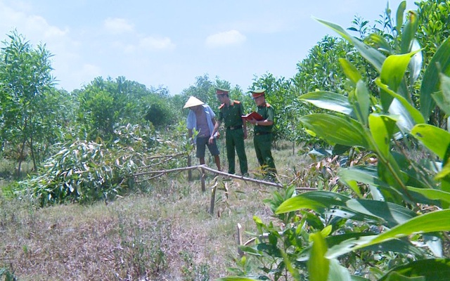 Đi chăn bò bị đe dọa, 3 người hàng xóm vác dao chặt hạ vườn keo 700 cây để trả thù