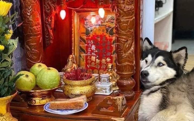 Chú chó Husky nằm “chầu chực” mãi cạnh bàn thờ thần tài chỉ vì một miếng thịt, dân tình gật gù đúng là... khổ vì ăn
