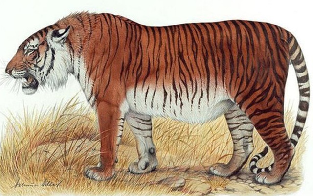 Tại sao không có hổ trên thảo nguyên Mông Cổ?